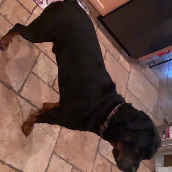 Meet your Posher, Ashley - Picture 5 of 6